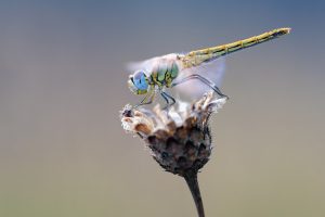 early-heath-dragonfly-2186186_640